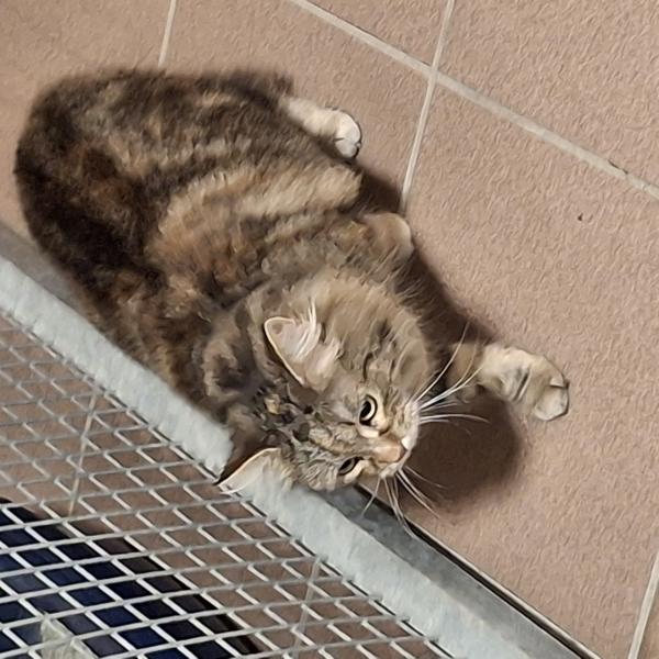 Langhaarkatze-Mischling